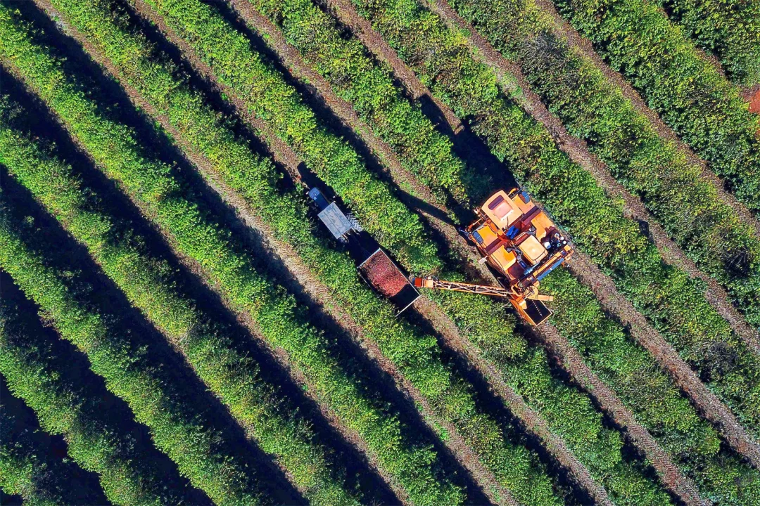 Colheita de 713 mil sacas de café chega a 36% no Paraná; cultura alcança R$ 1,1 bilhão