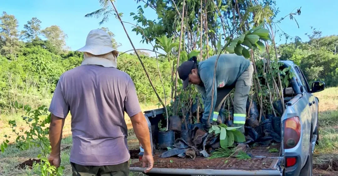 Sema faz distribuição gratuita de mudas para arborização urbana