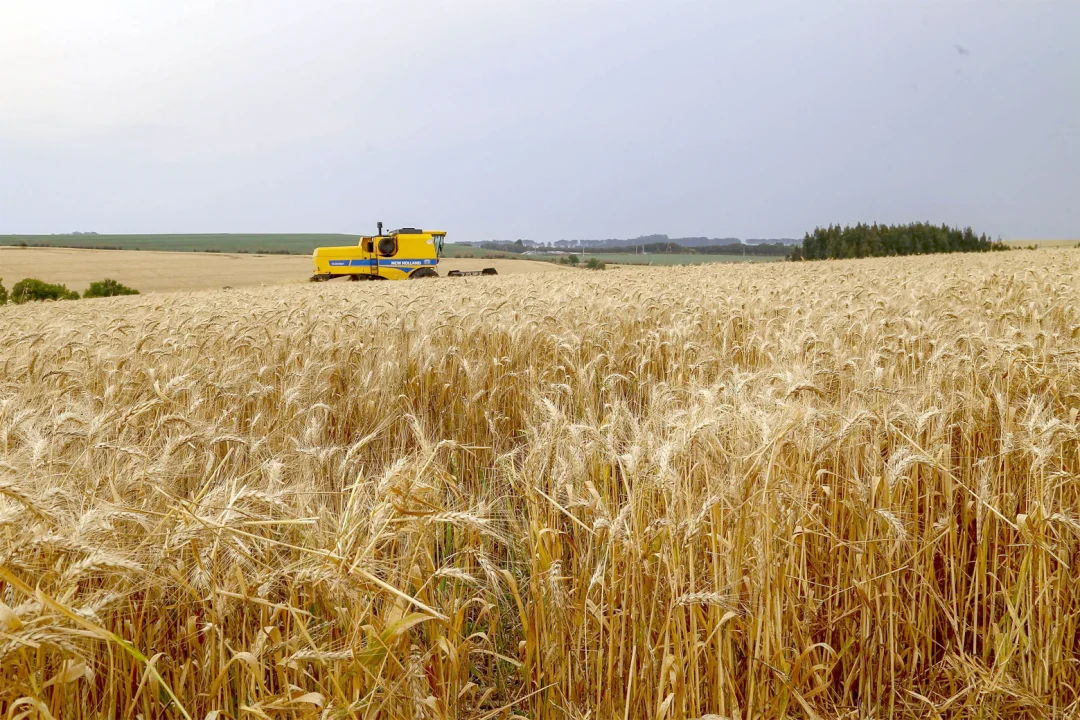 Paraná inicia colheita de 2,6 milhões de toneladas de trigo, principal cultura de inverno