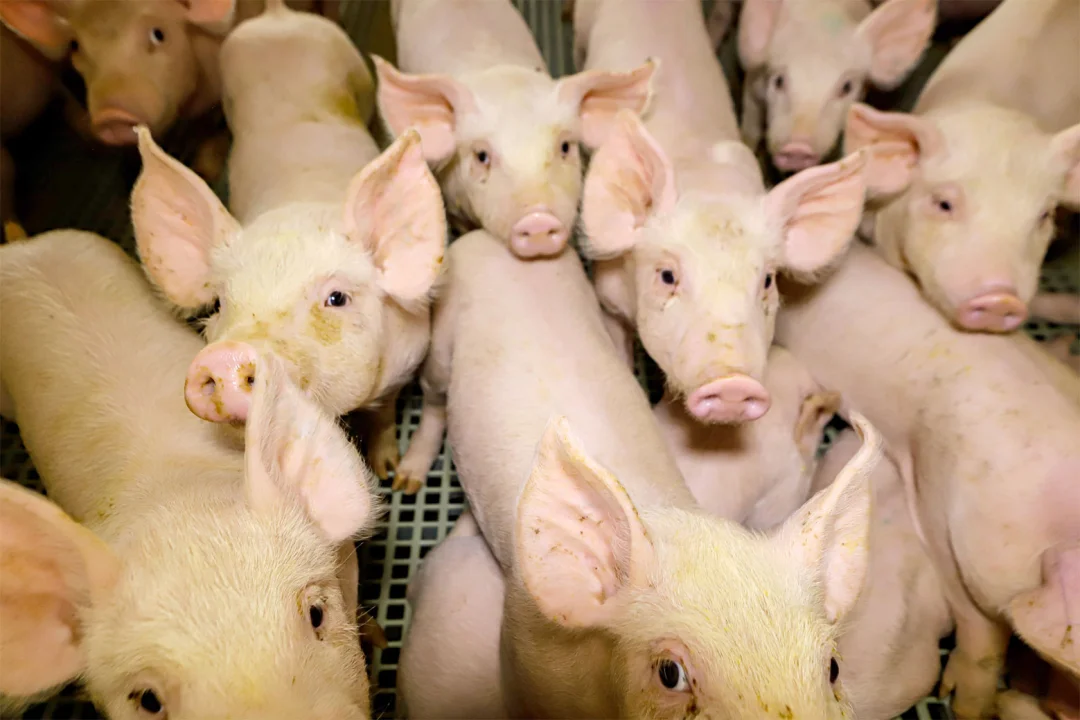 Com aumento de 8,7% na pecuária, Paraná tem 9 cidades entre as maiores produtoras do Brasil