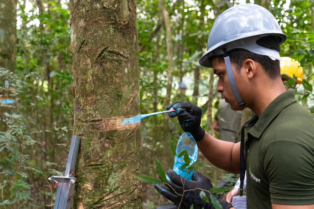 Em 40 anos, Itaipu triplica a diversidade vegetal da faixa de proteção do reservatório