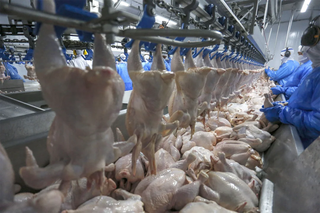 Retomada das exportações de frango para a Malásia terá reflexo positivo no Paraná