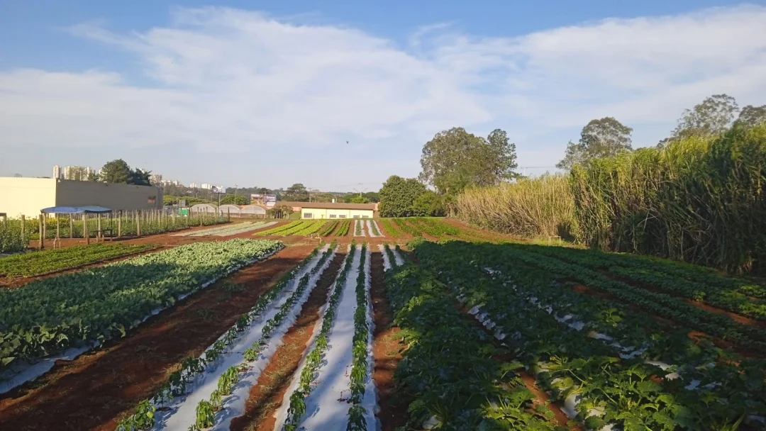 Smart Farm alcança números surpreendentes com inovações na produção de alimentos