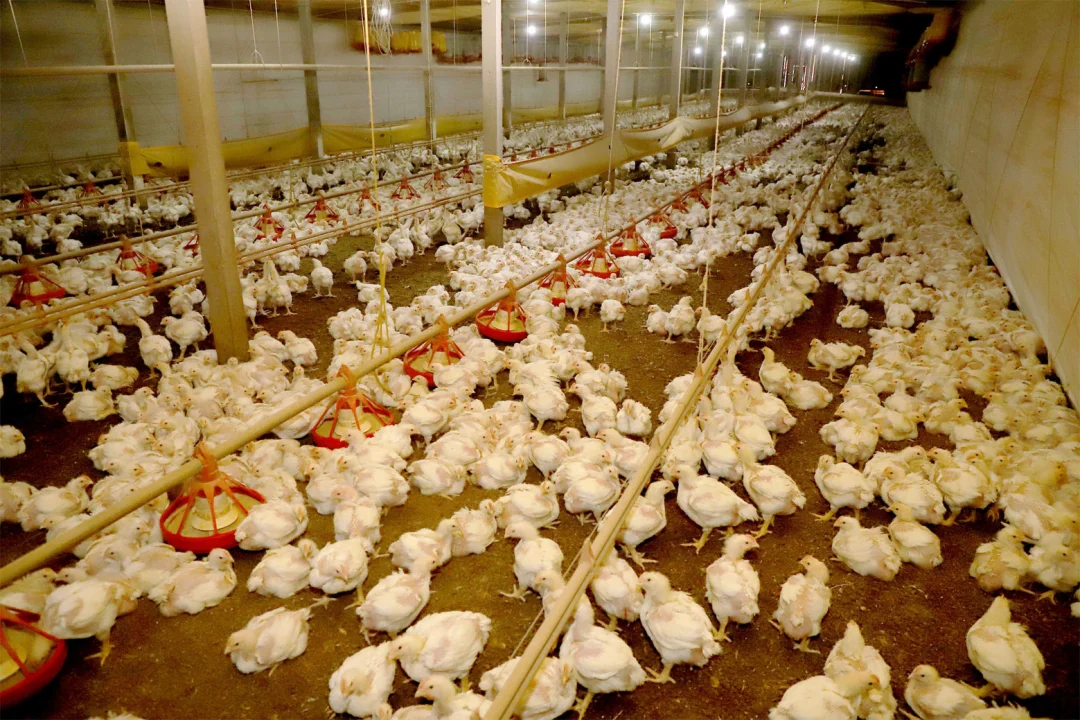 Estado e Seara anunciam R$ 475 milhões para impulsionar cadeia produtiva de frango no Paraná