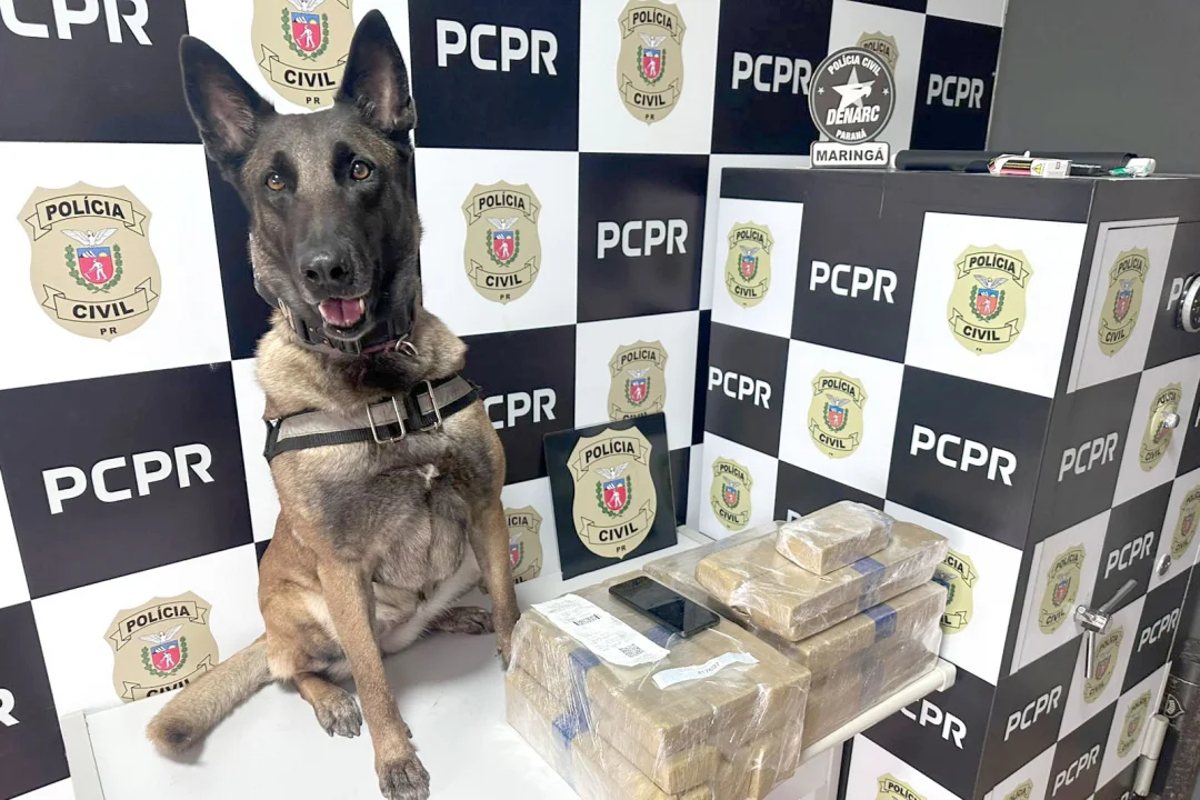 PMPR e PCPR apreendem quase 150 toneladas de drogas com apoio de cães em 2025