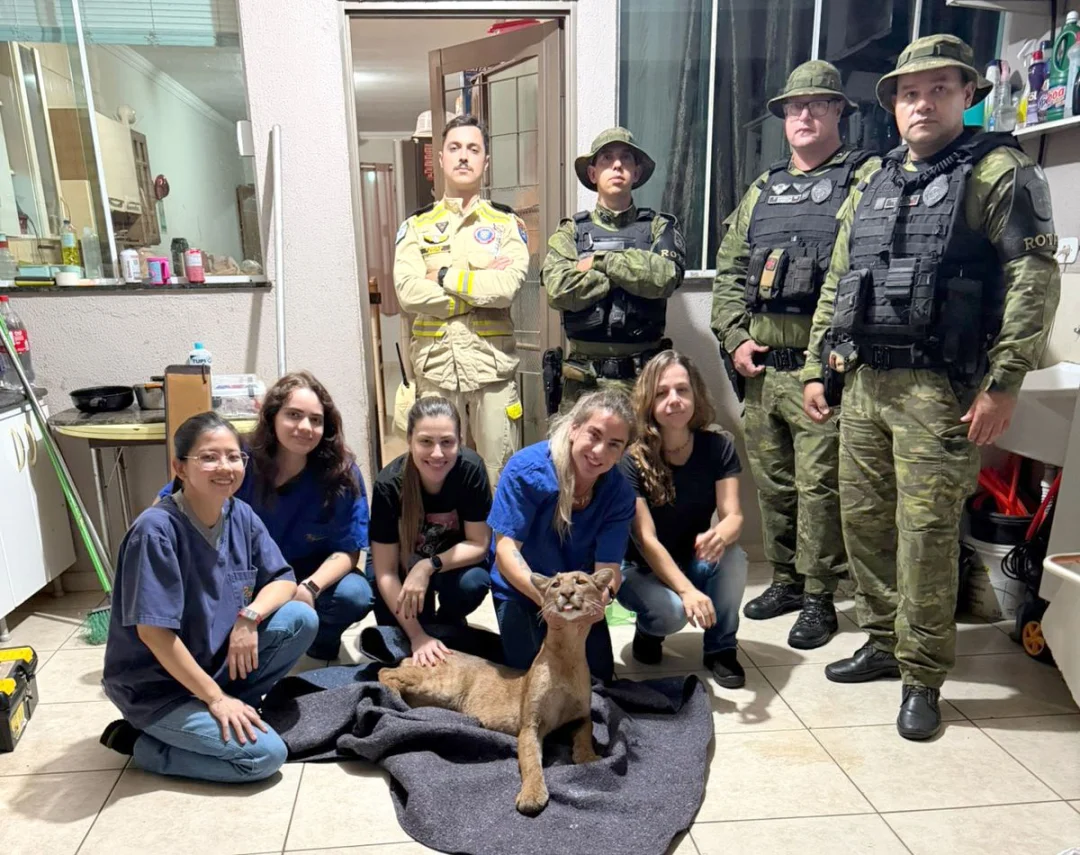 Onça resgatada no quintal de casa em Maringá recebe cuidados no Hospital Veterinário da UniFil