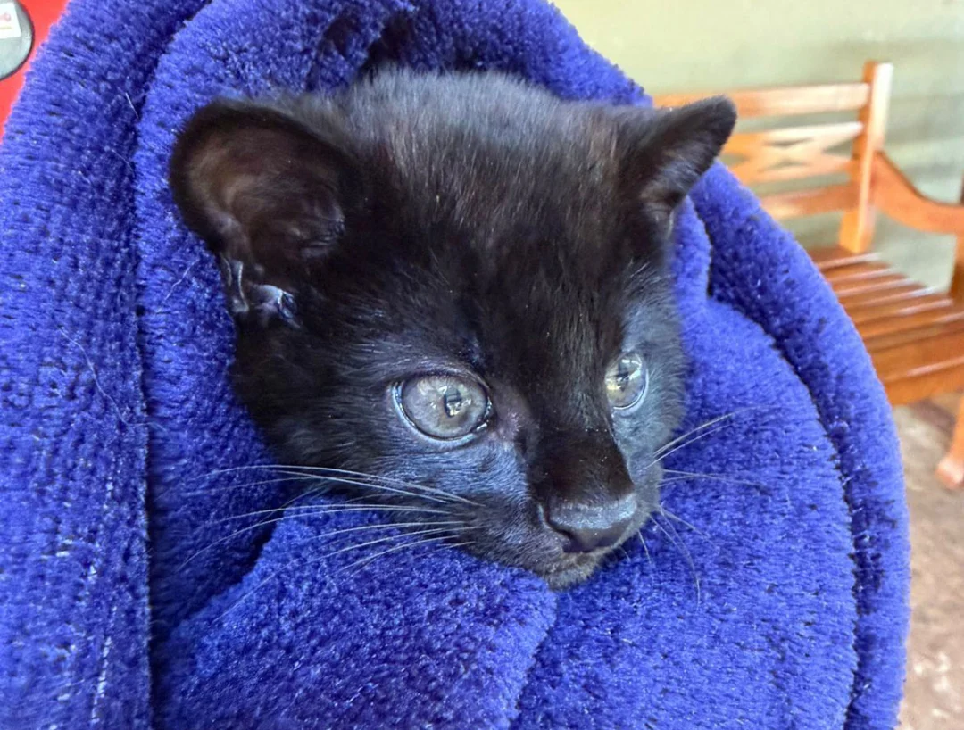 Gato melânico bem raro é atropelado e está em tratamento no Hospital Veterinário da UniFil