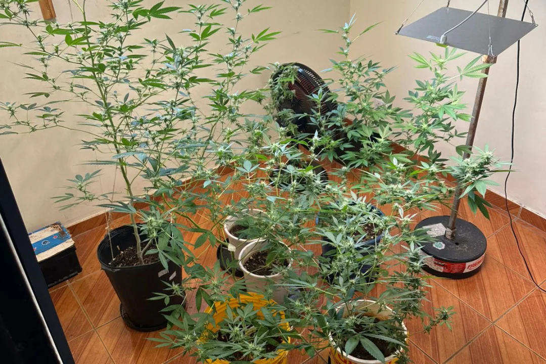 PCPR localiza laboratório de produção de maconha e prende homem em Londrina