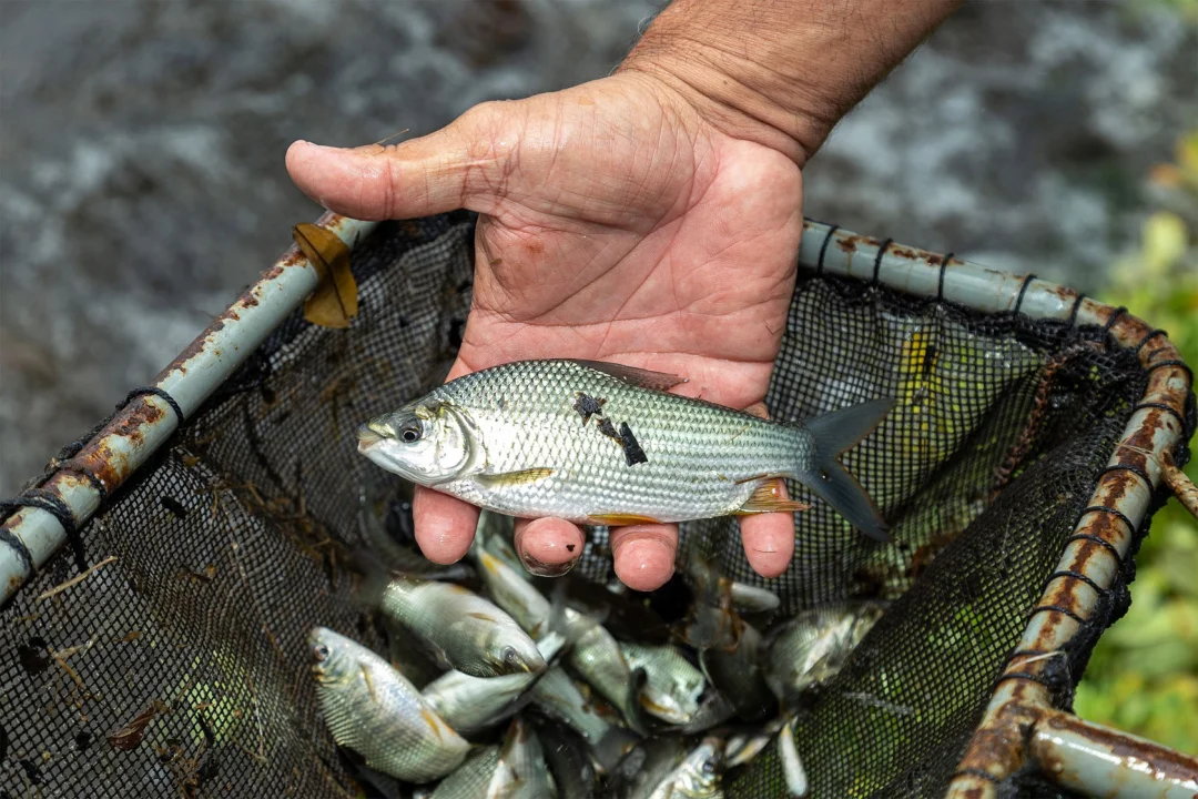 CTG Brasil solta 152 mil peixes no reservatório da Usina Hidrelétrica Capivara