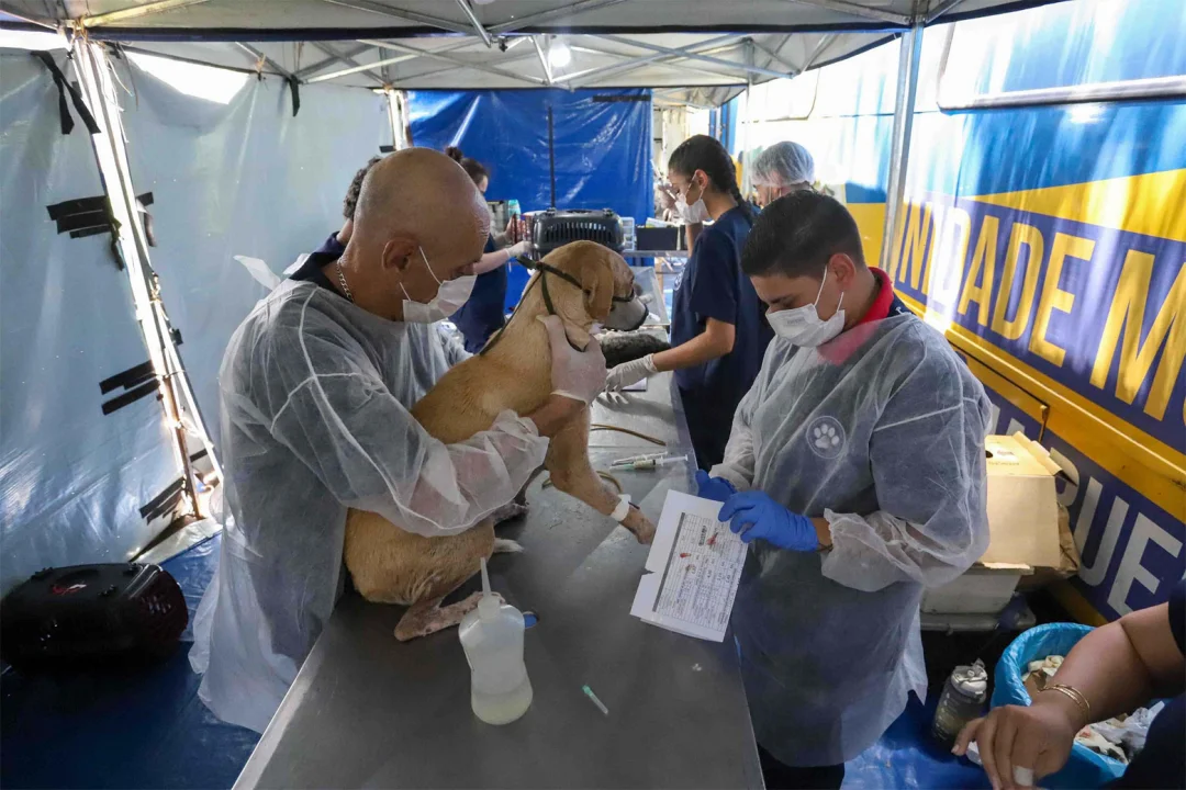 Castra+Paraná2 chega em Jacarezinho com castrações gratuitas