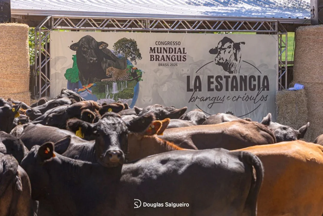 Congresso Mundial Brangus finaliza giras no Rio Grande do Sul e parte para outros Estados