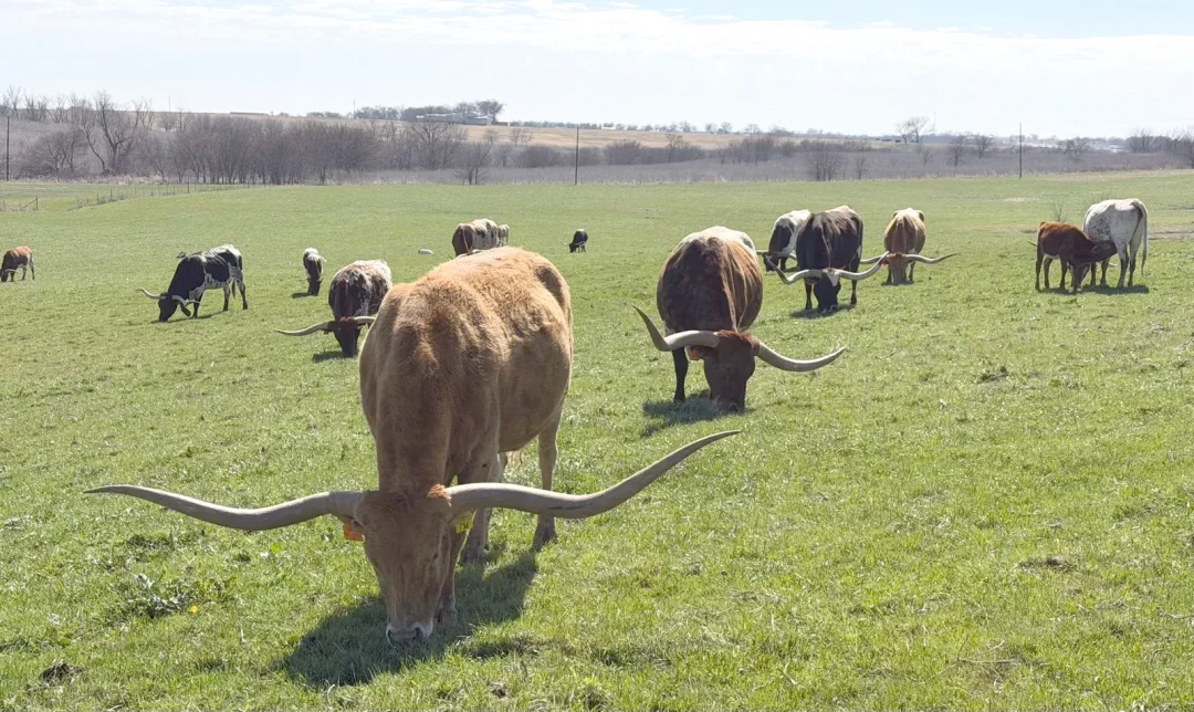 Raça bovina americana de chifres gigantes estará na ExpoLondrina pela primeira vez