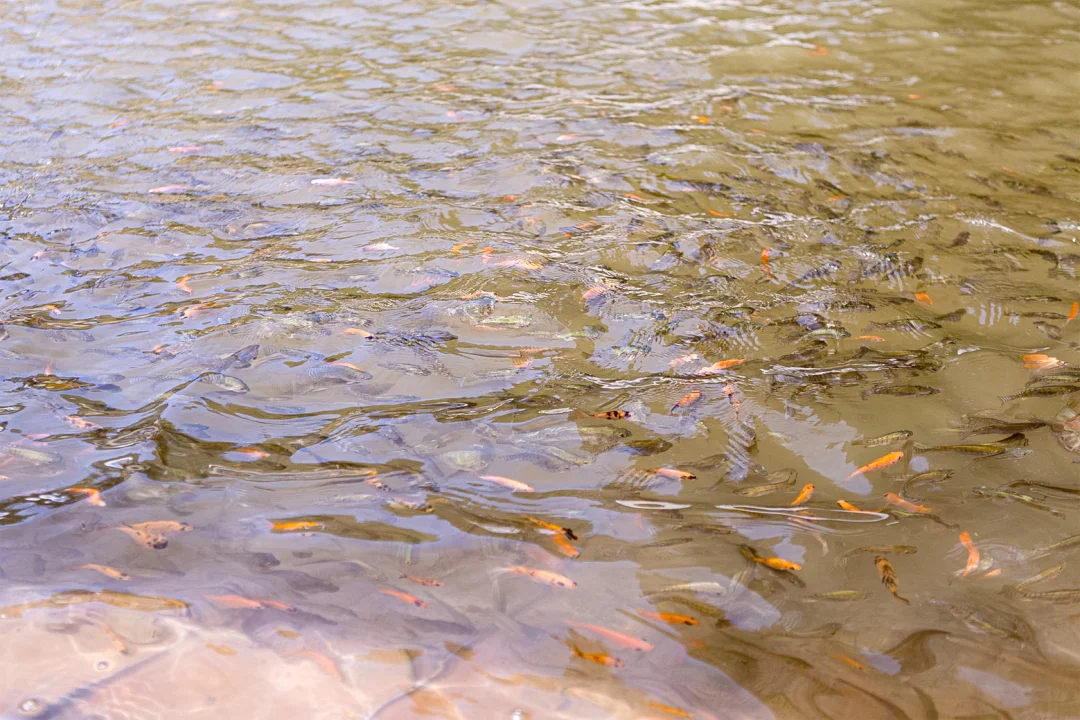 Aquaponia é opção para produtor rural paranaense que deseja diversificar a produção