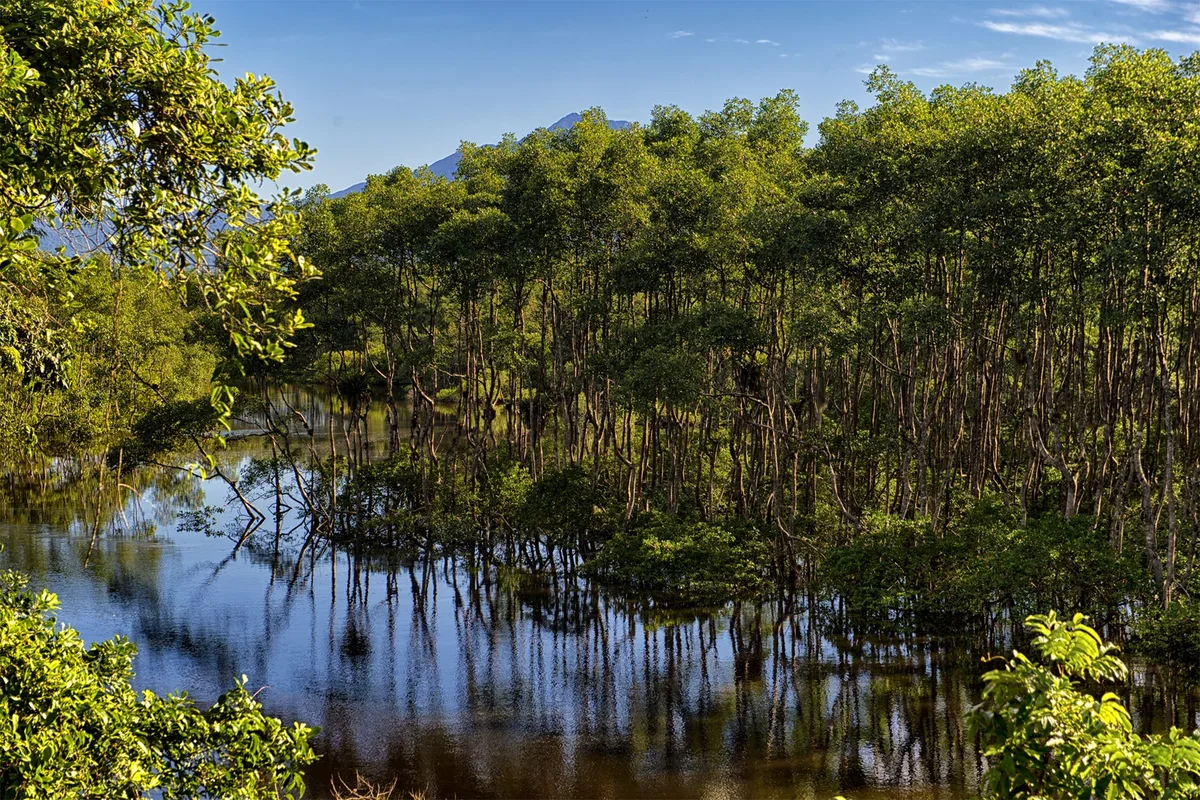 Do sítio arqueológico ao manguezal: parques estaduais celebram história e natureza no Paraná
