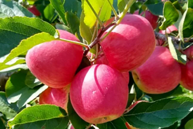 Novas cultivares desenvolvidas no Paraná devem aumentar produtividade e fortalecer a fruticultura