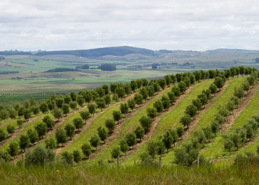 El Niño acende alerta no campo e produtores do Sul recebem orientações para reduzir riscos