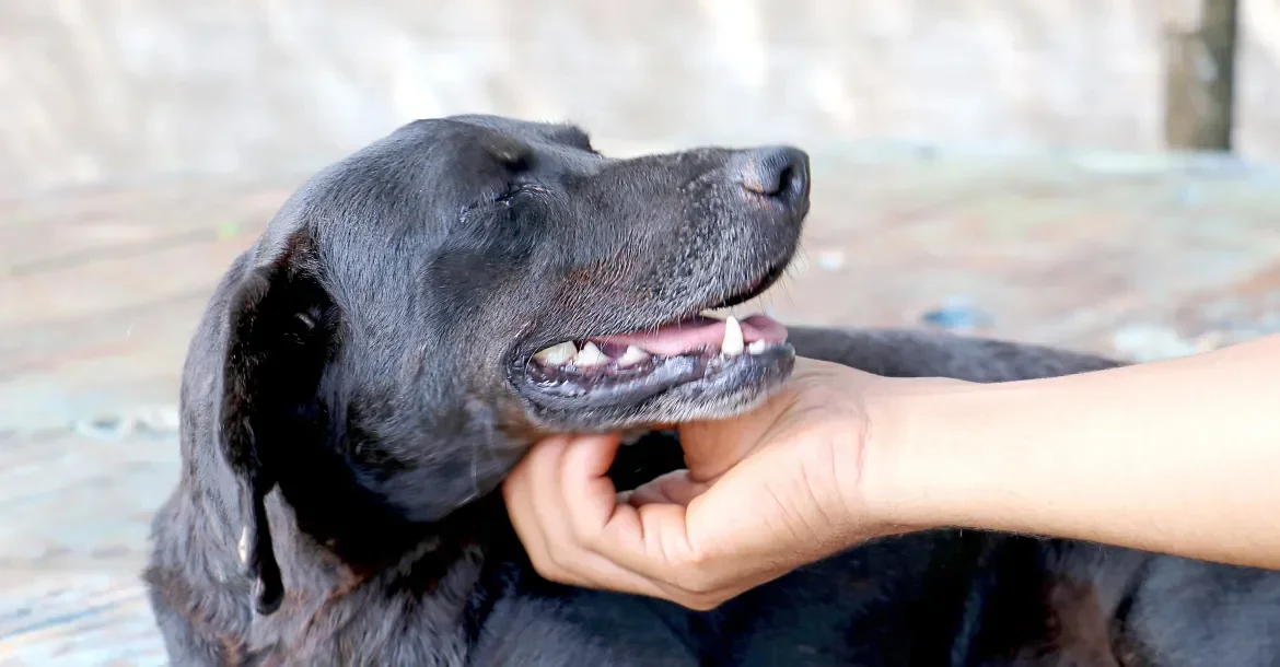 Hospital Veterinário Municipal de Londrina registra 25 mil atendimentos e 145 adoções no primeiro semestre