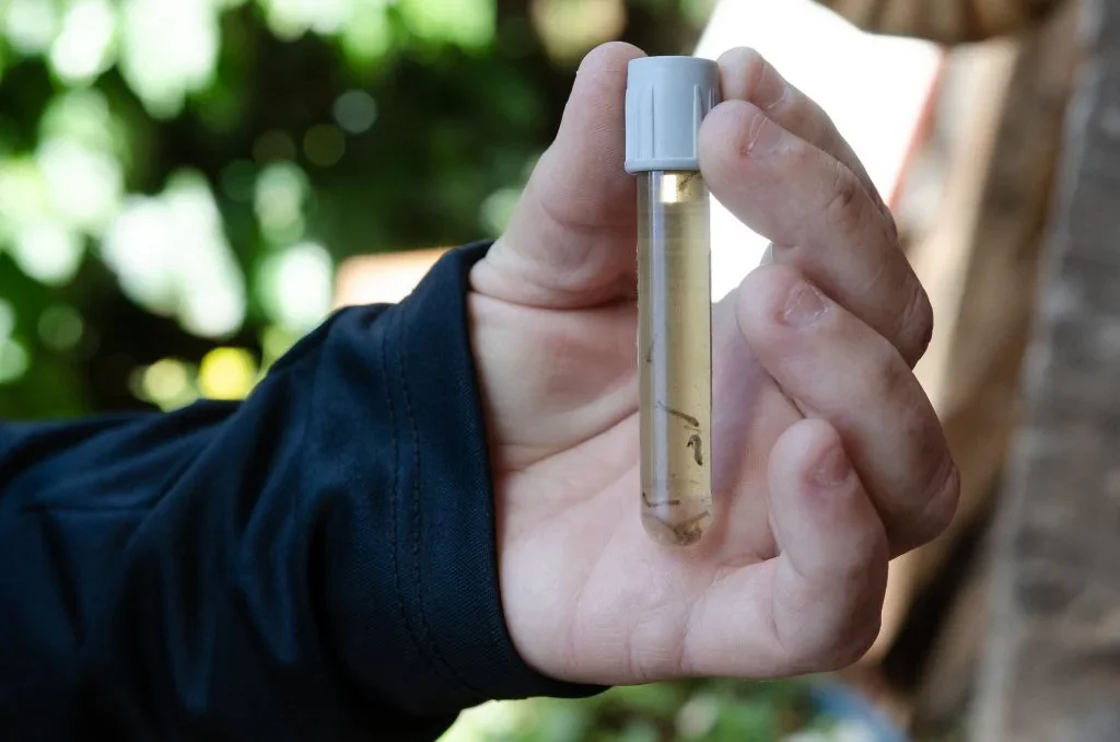 Cambé inicia etapa de mobilização para implantação do Método Wolbachia contra dengue e outras arboviroses