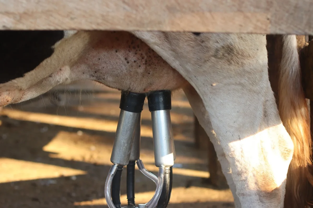 ExpoEduca Rural destaca nutrição animal como caminho para aumentar a produtividade da pecuária leiteira