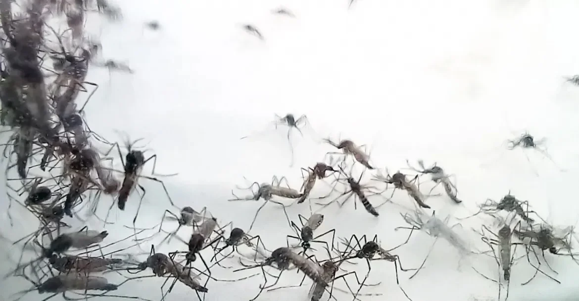 Londrina registra segundo óbito por dengue em 2026, mas mantém forte redução de casos em relação aos últimos anos