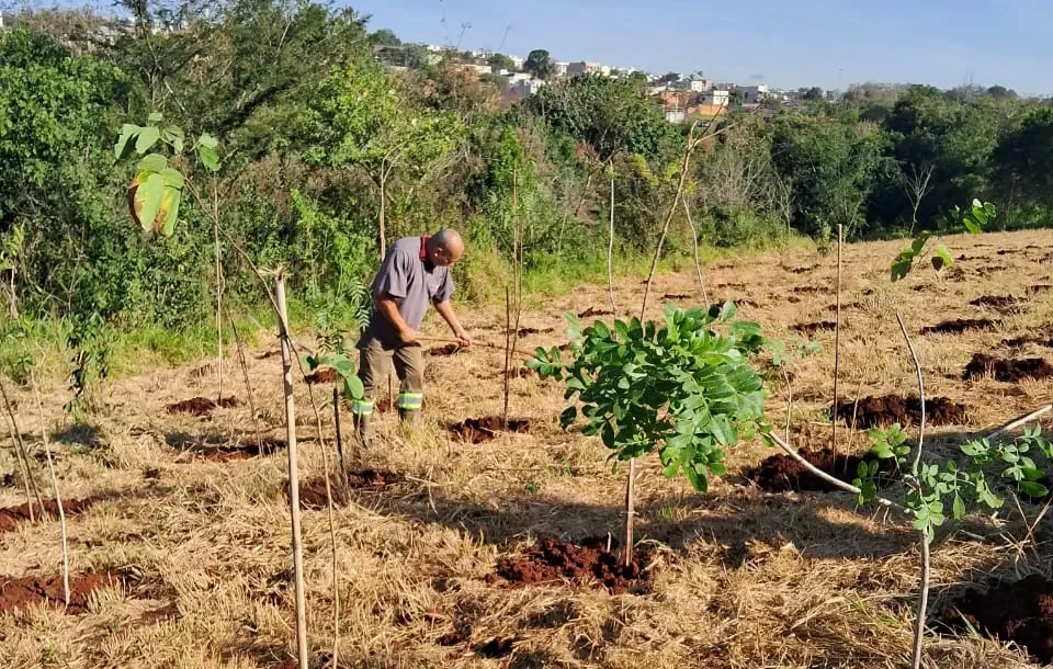 Vale do Perobinha ganha mais de 2,2 mil árvores em ação de recuperação ambiental na zona norte de Londrina