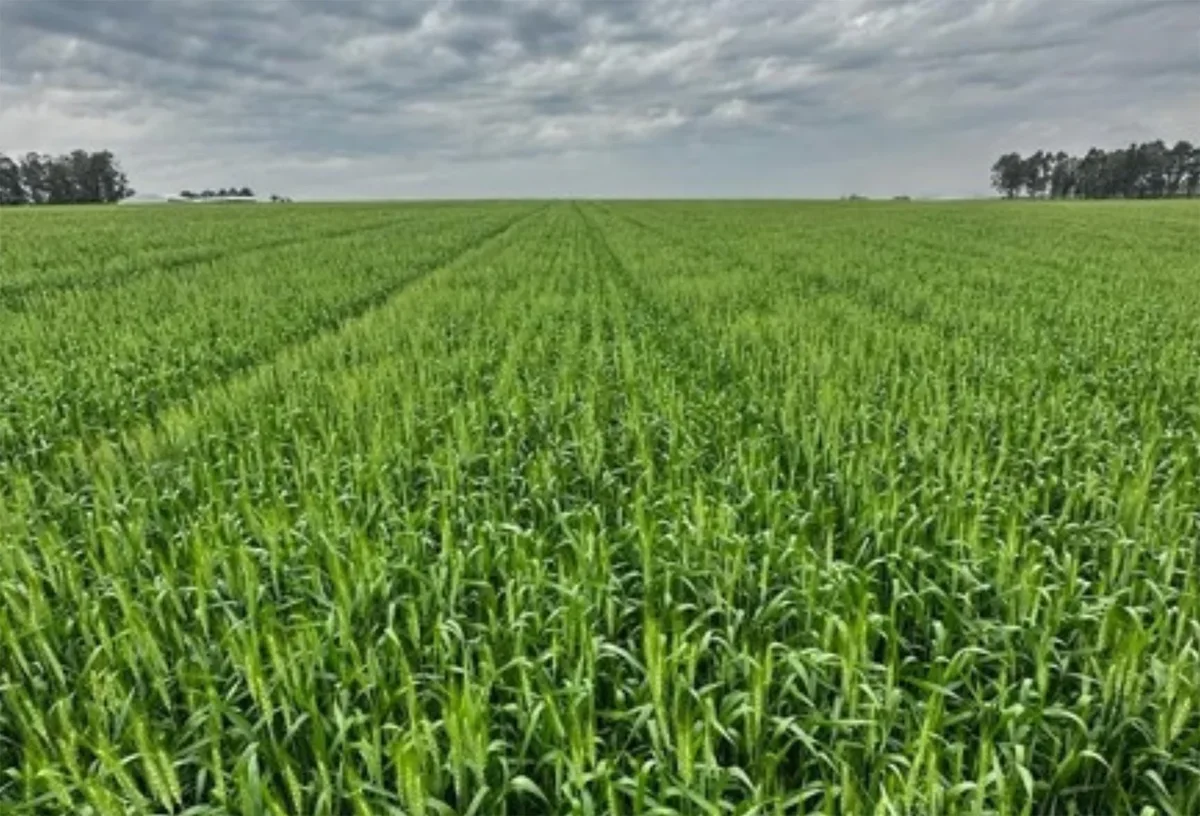 Safra de trigo entra em fase decisiva sob risco de frio, seca e excesso de chuva